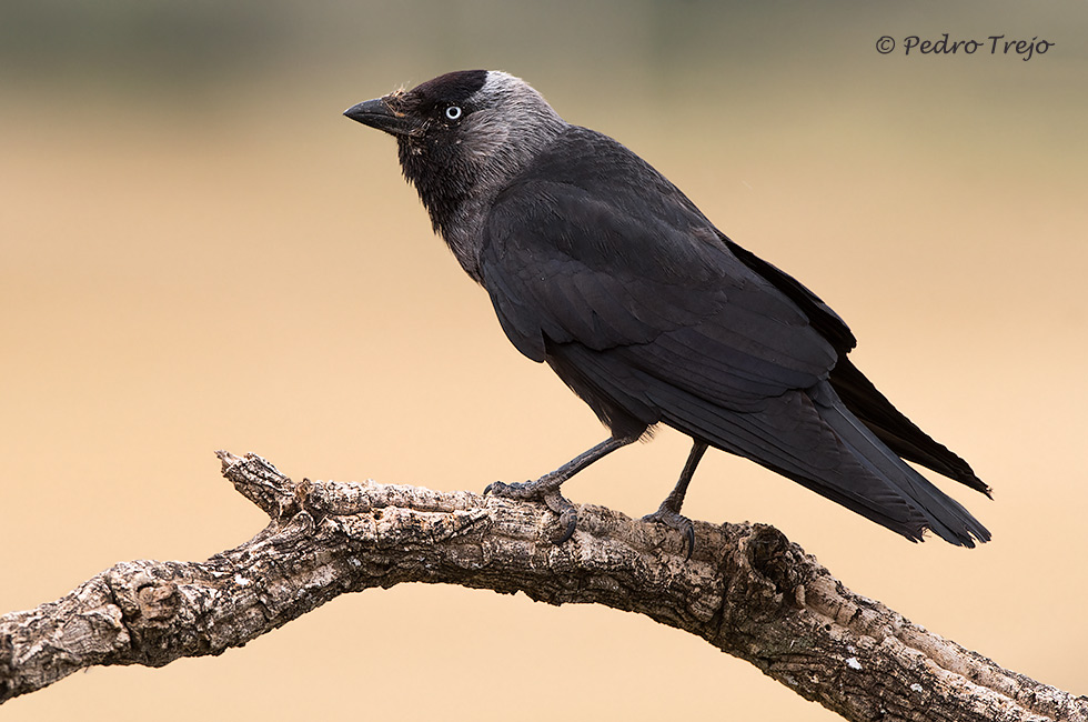 Grajilla (Corvus monedula)